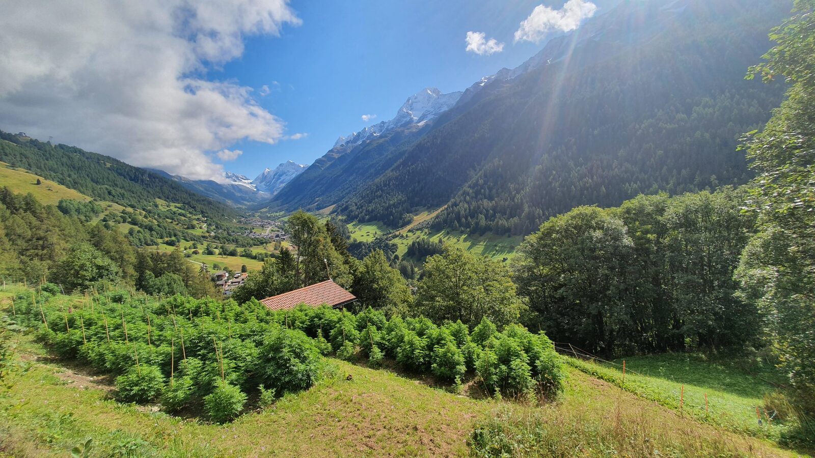 Kräuter und Hanf aus dem Lötschental